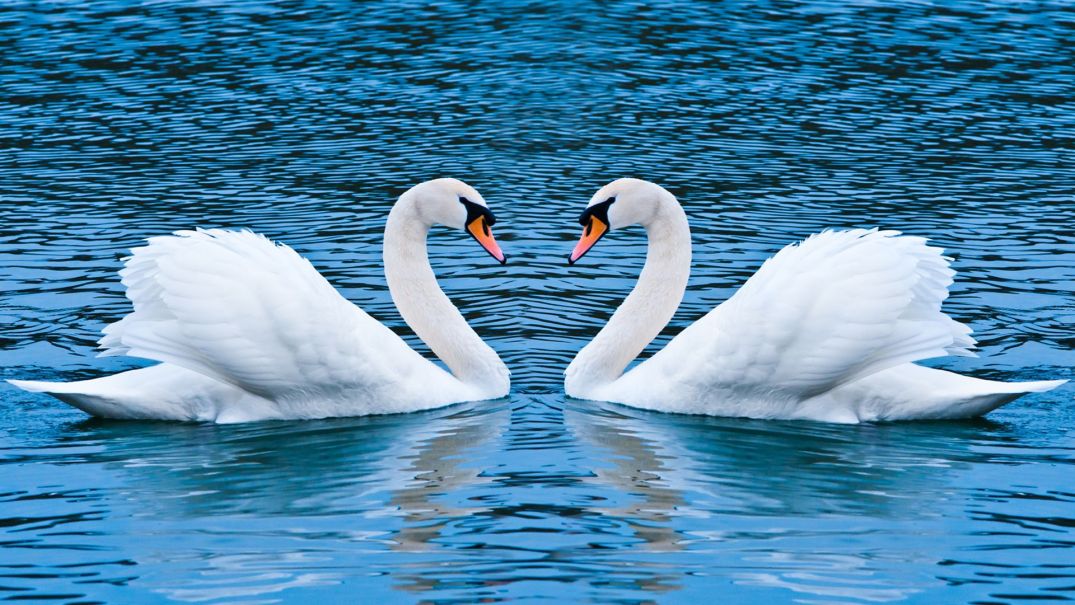 lovely-pair-of-swan-wallpaper
